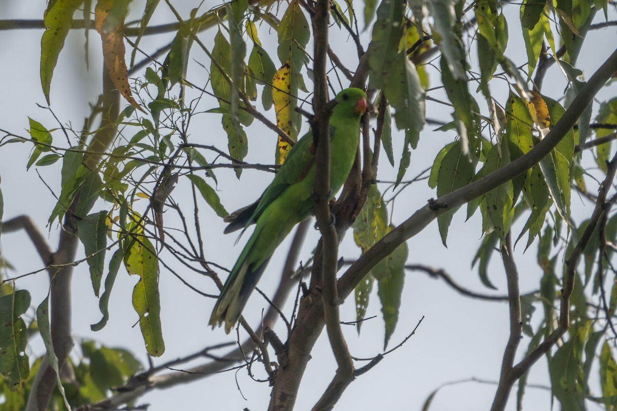 Olive-shouldered Parrot - ML631084883