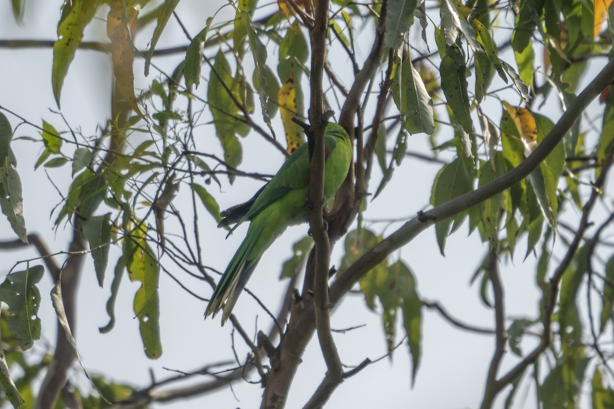 Olive-shouldered Parrot - ML631084884