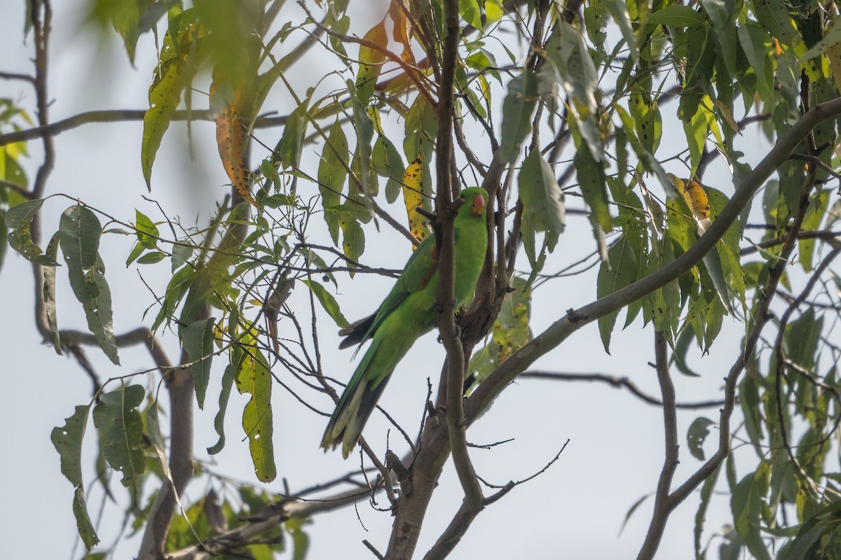 Olive-shouldered Parrot - ML631084885