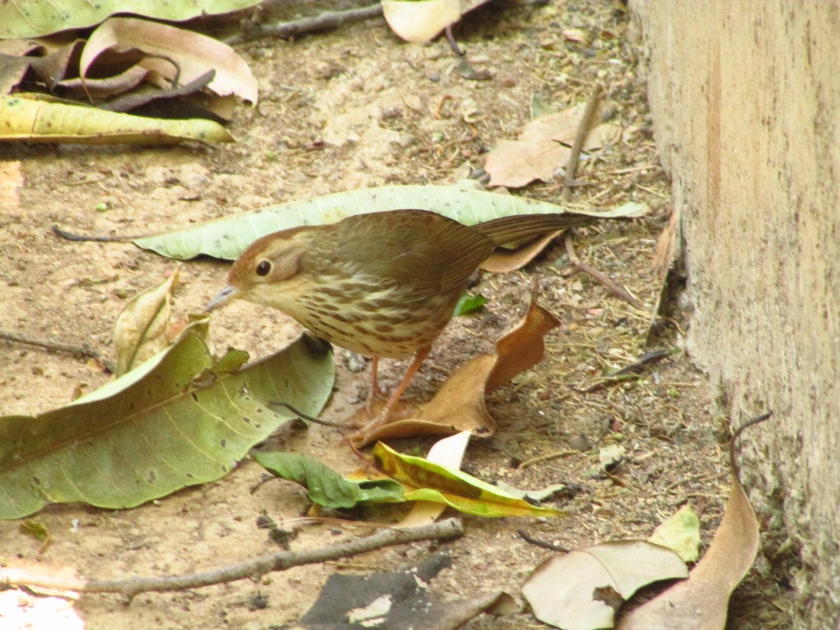 Puff-throated Babbler - ML631085017