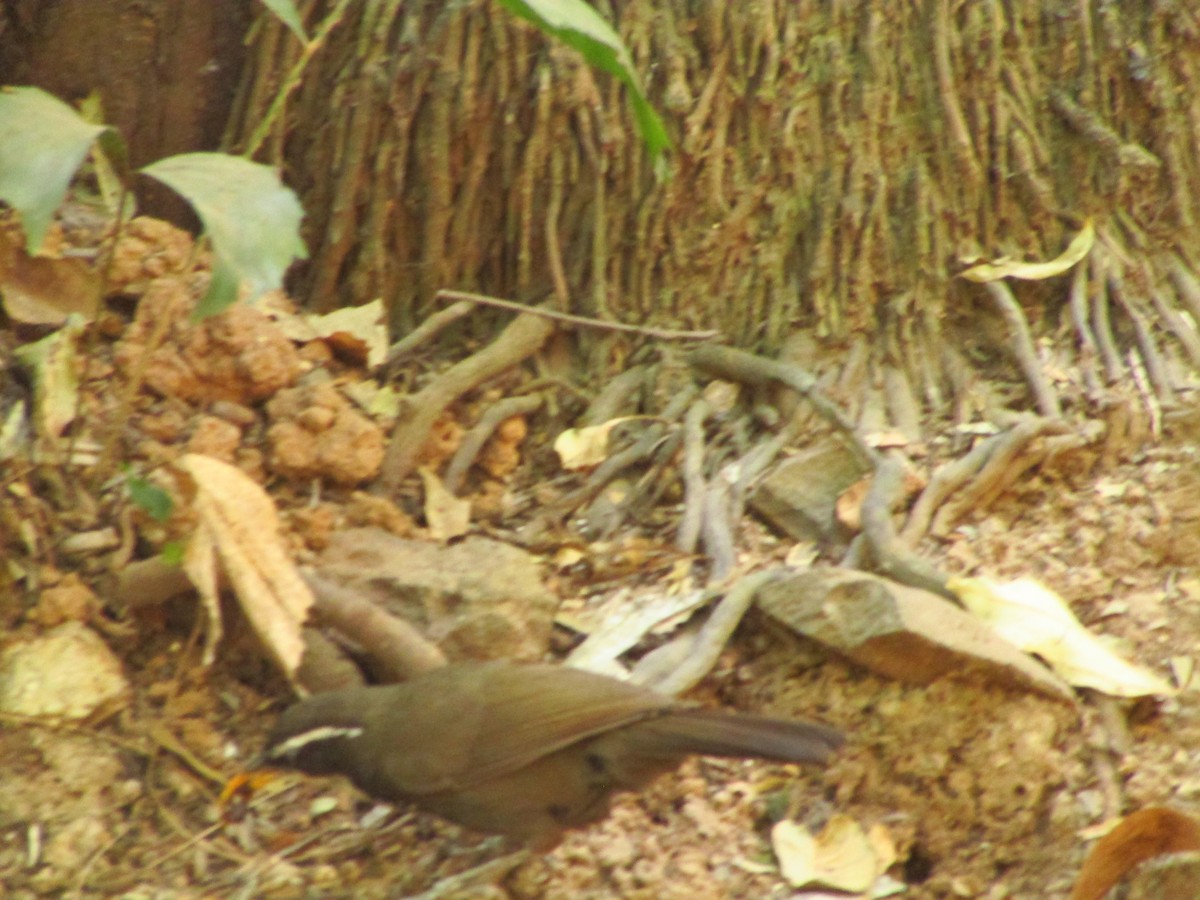 Indian Scimitar-Babbler - ML631085028
