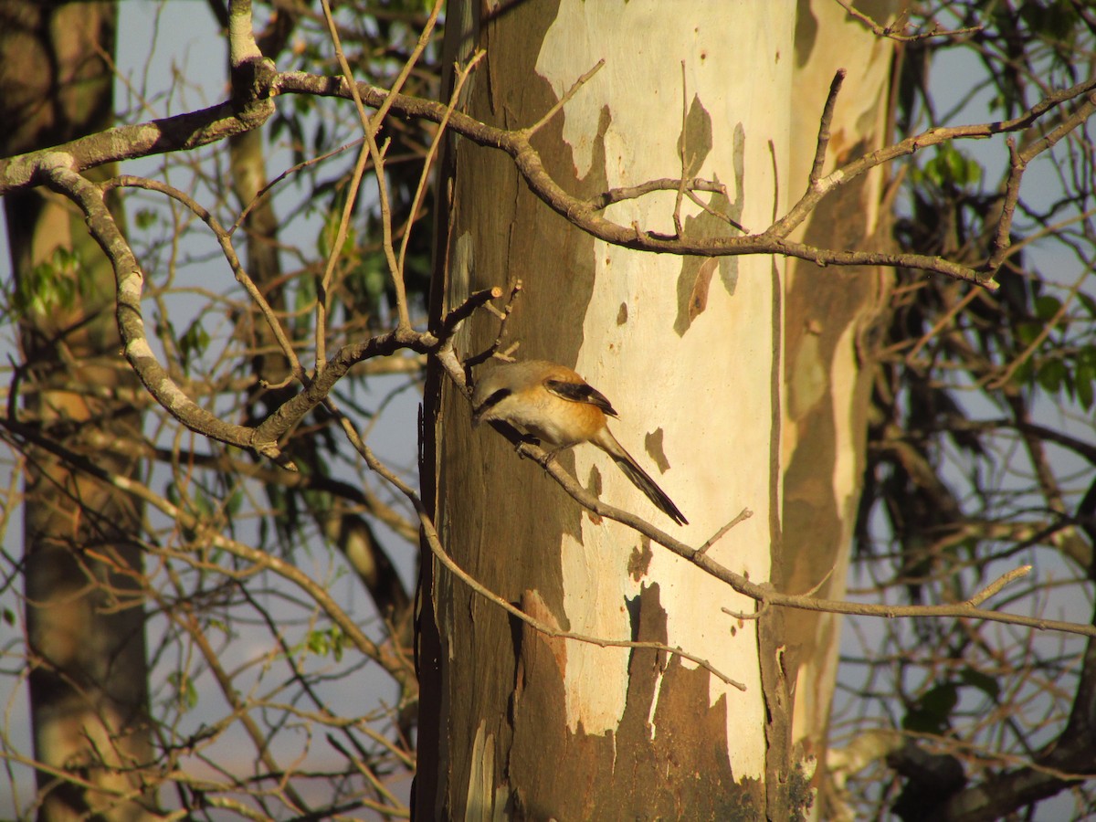 Bay-backed Shrike - ML631085029