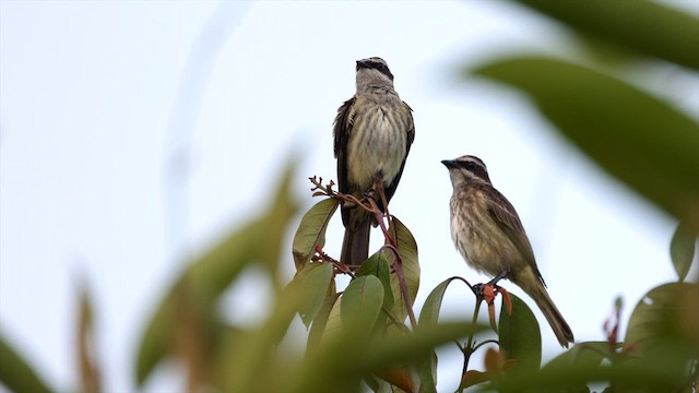 Variegated Flycatcher - ML631085117