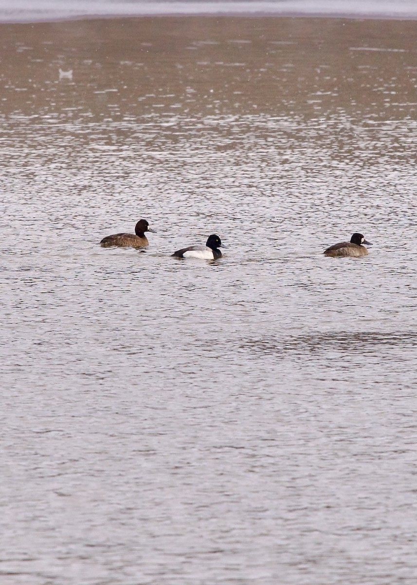 Lesser Scaup - ML631085265