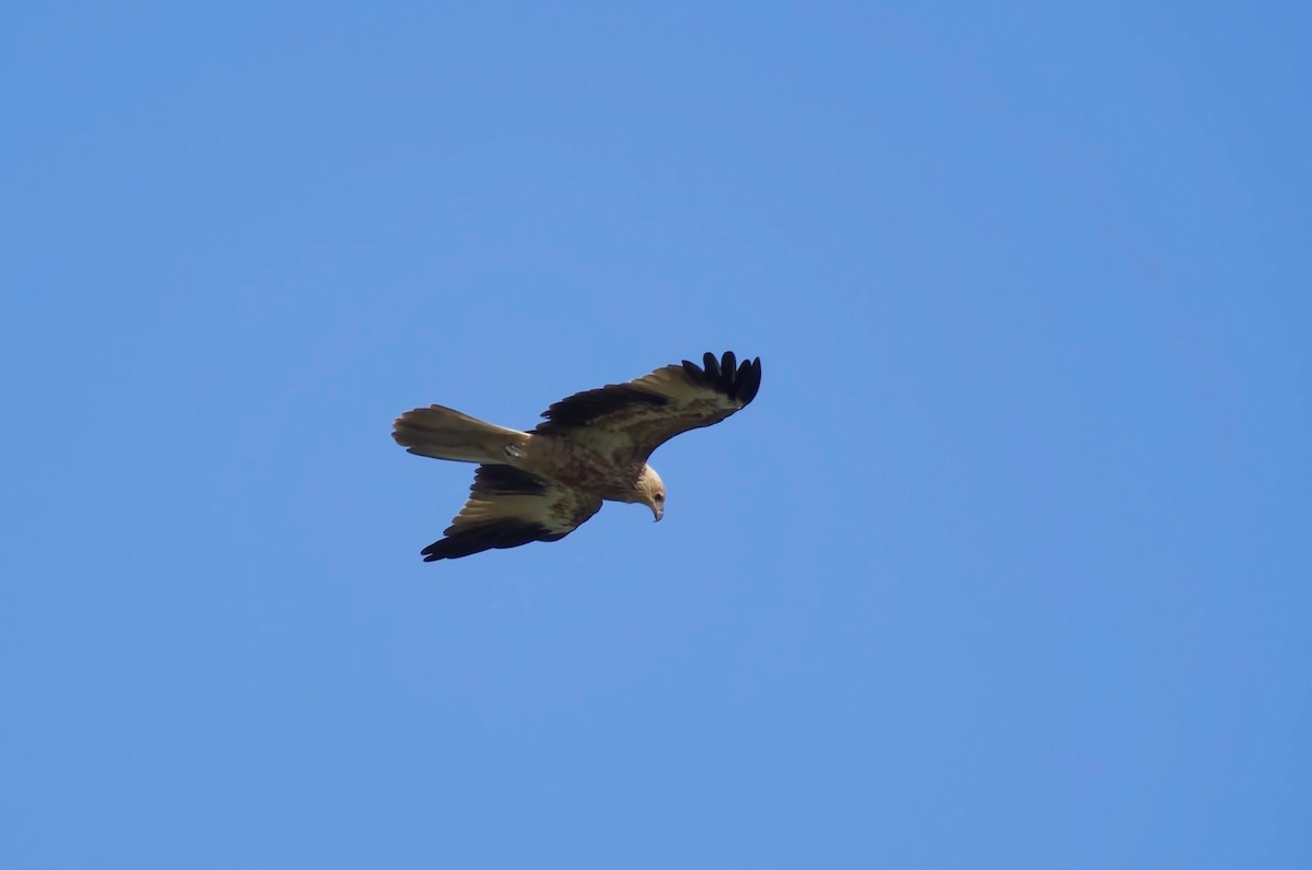 Whistling Kite - ML631085388