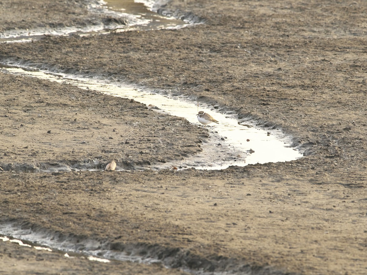 Long-billed Plover - ML631085601