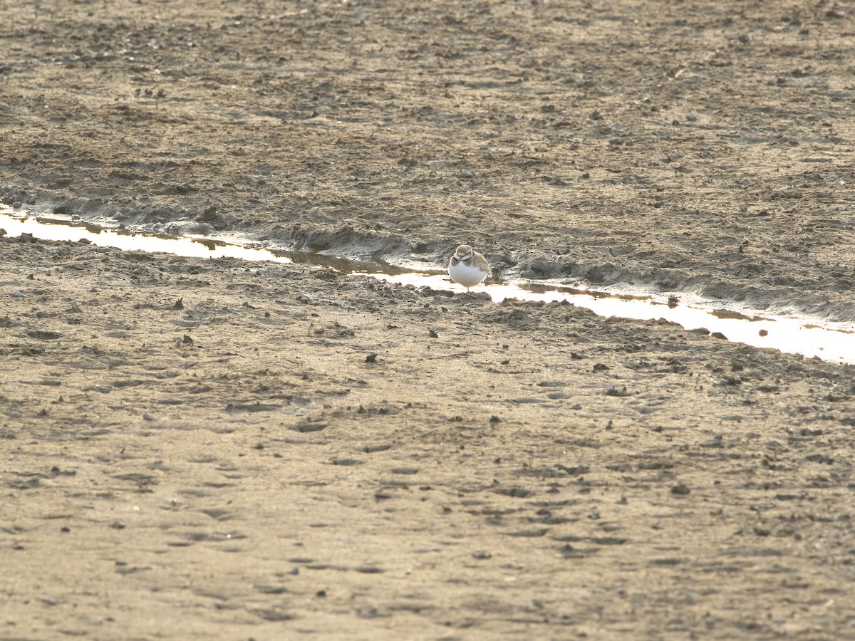Long-billed Plover - ML631085606