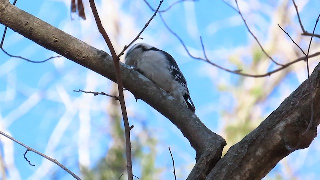 Downy Woodpecker - ML631086049