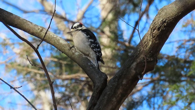 Downy Woodpecker - ML631086050