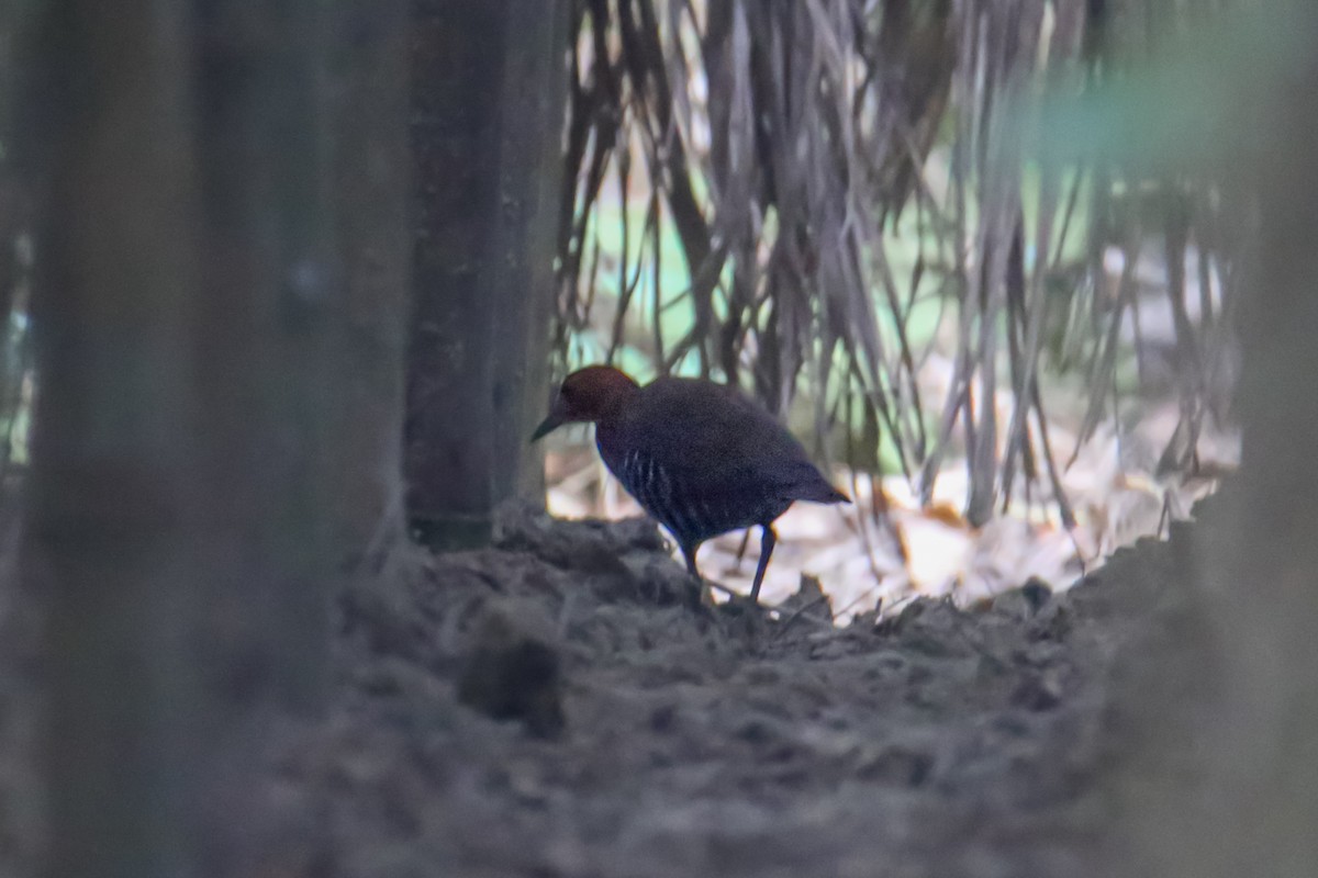 Slaty-legged Crake - ML631086189