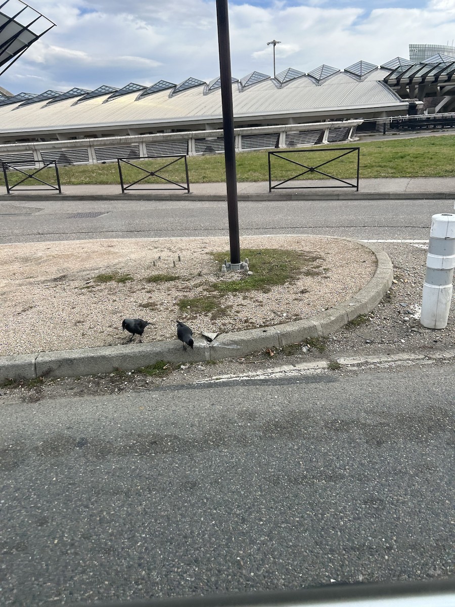 Eurasian Jackdaw - ML631086195