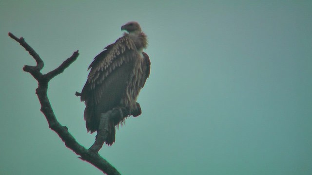 Indian Vulture - ML631086603