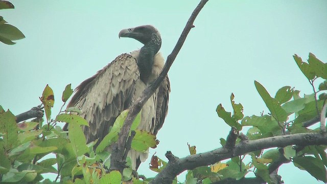 Indian Vulture - ML631086615