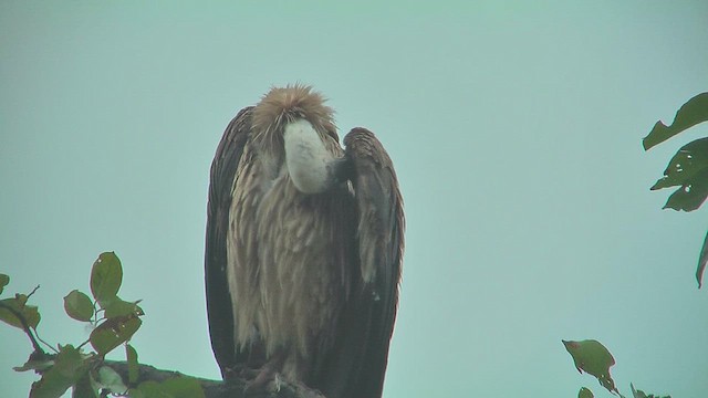 Indian Vulture - ML631086619