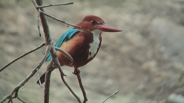 White-throated Kingfisher - ML631086667