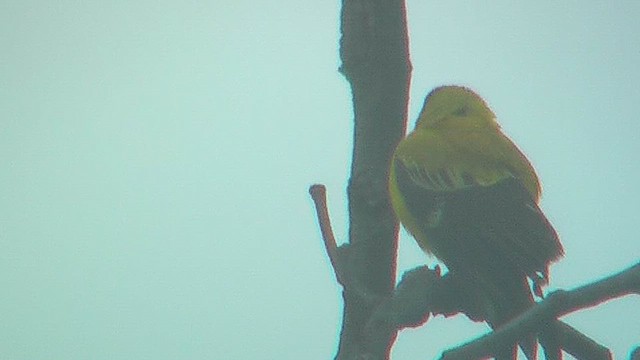 Black-hooded Oriole - ML631086683