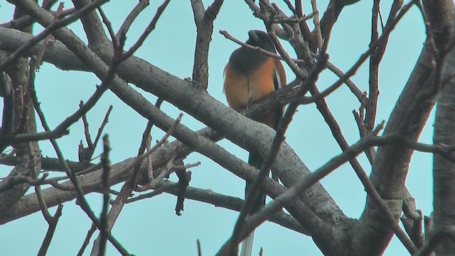 Rufous Treepie - ML631086699