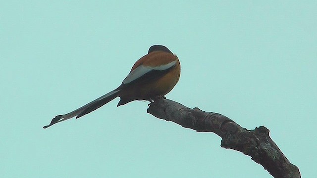 Rufous Treepie - ML631086701
