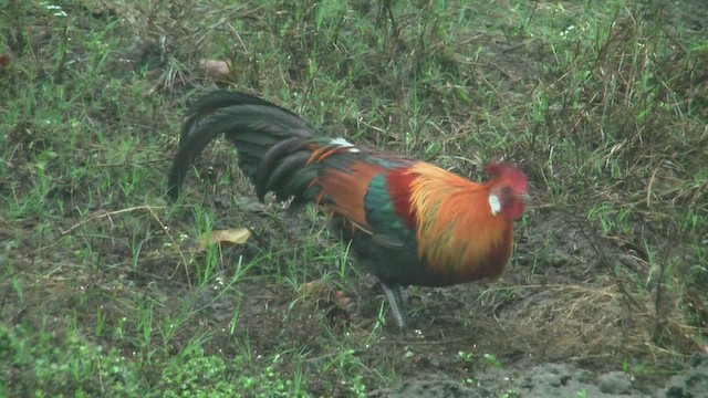 Red Junglefowl - ML631086744