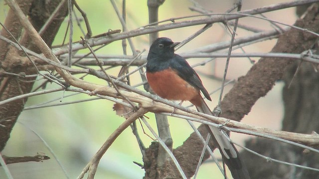 White-rumped Shama - ML631086767