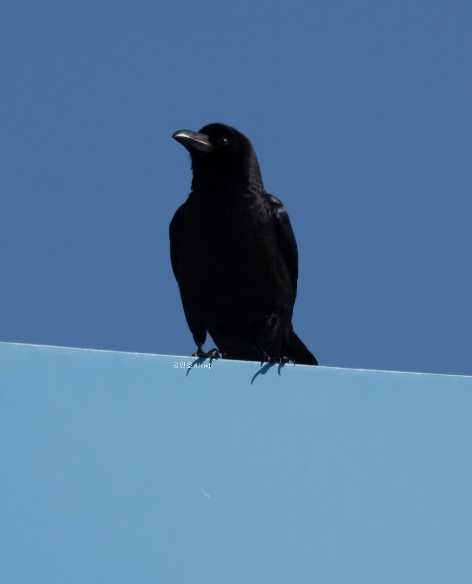 Large-billed Crow - ML631086789