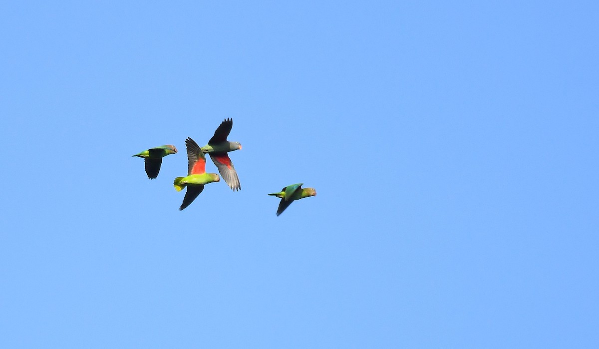 Blue-rumped Parrot - ML631086823