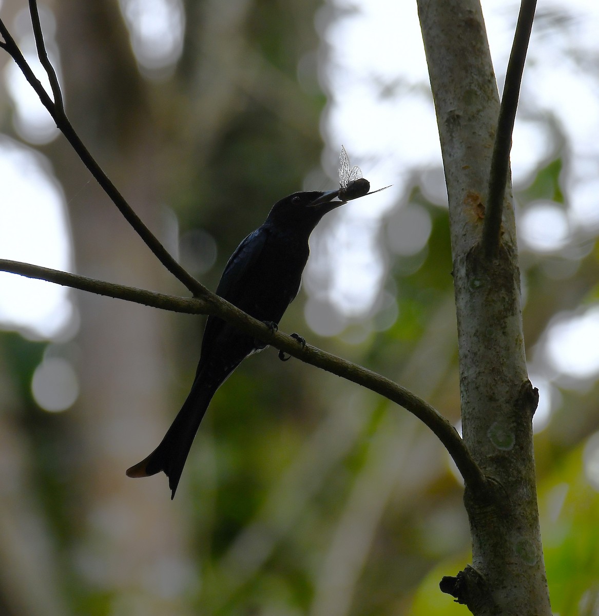 Crow-billed Drongo - ML631086824