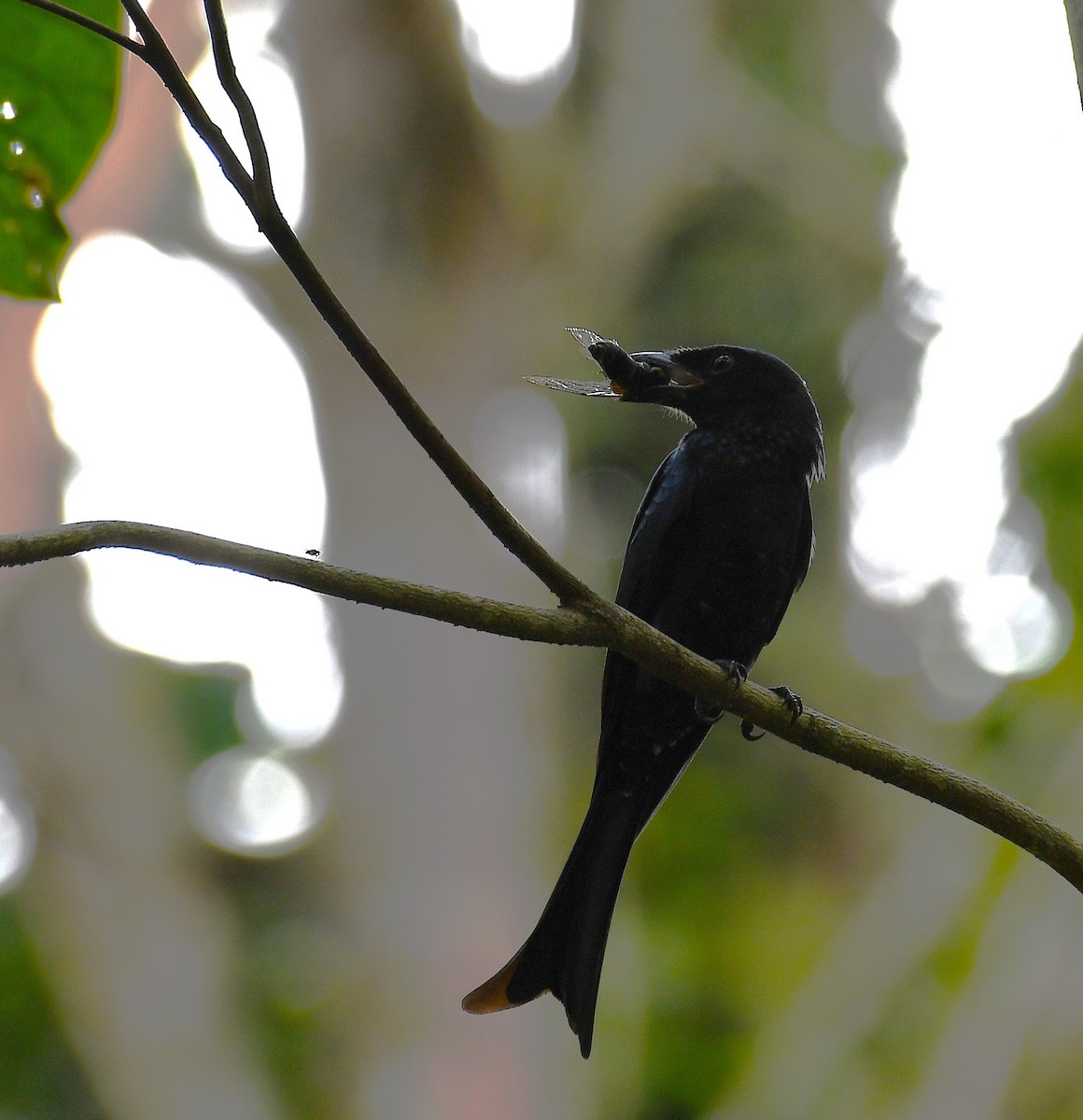 Crow-billed Drongo - ML631086825