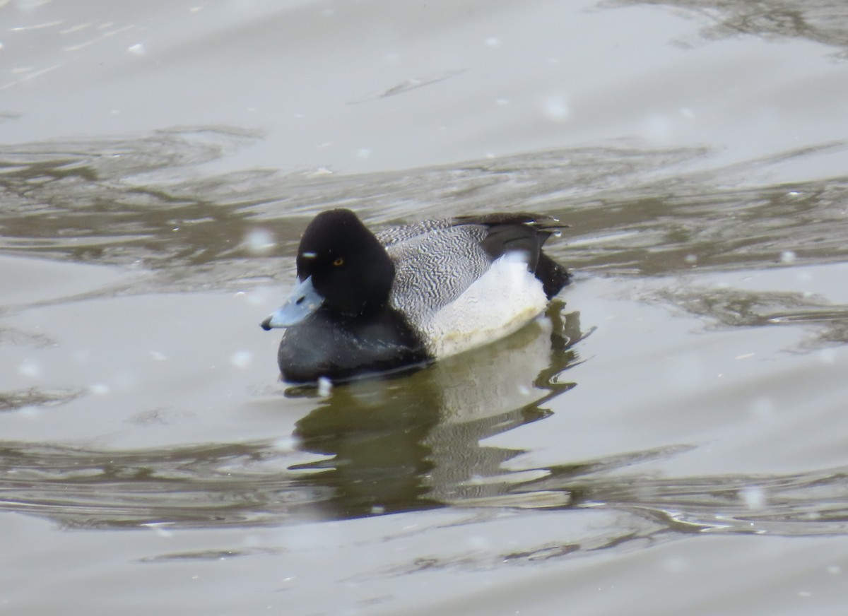 Lesser Scaup - ML631087423