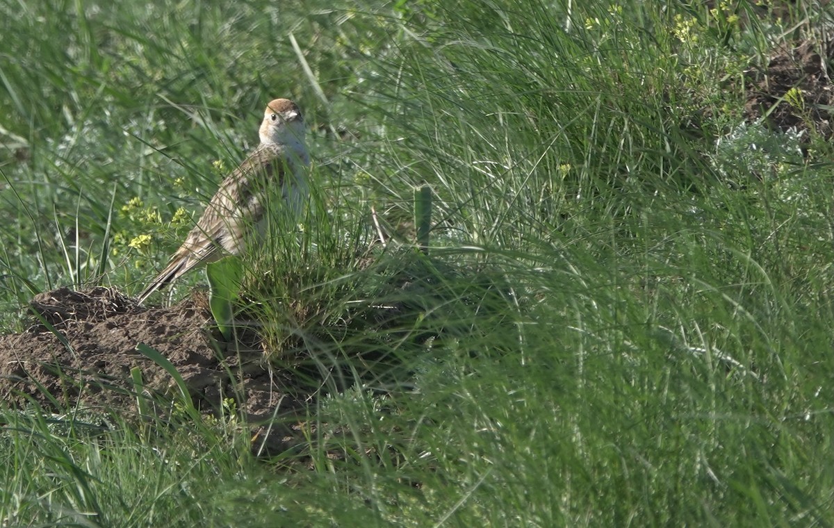 White-winged Lark - ML631087677