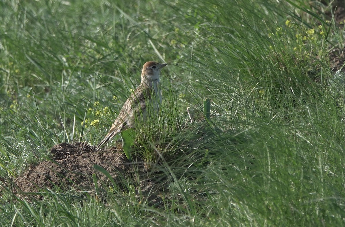 White-winged Lark - ML631087678