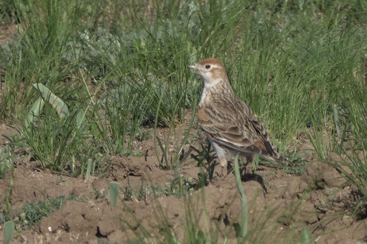 White-winged Lark - ML631087680