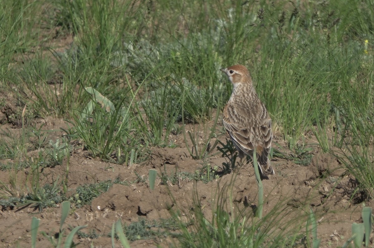 White-winged Lark - ML631087682