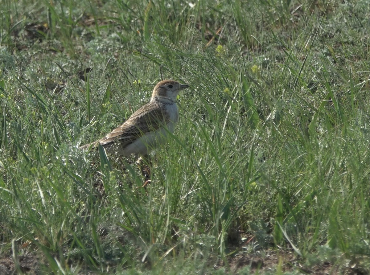 White-winged Lark - ML631087683