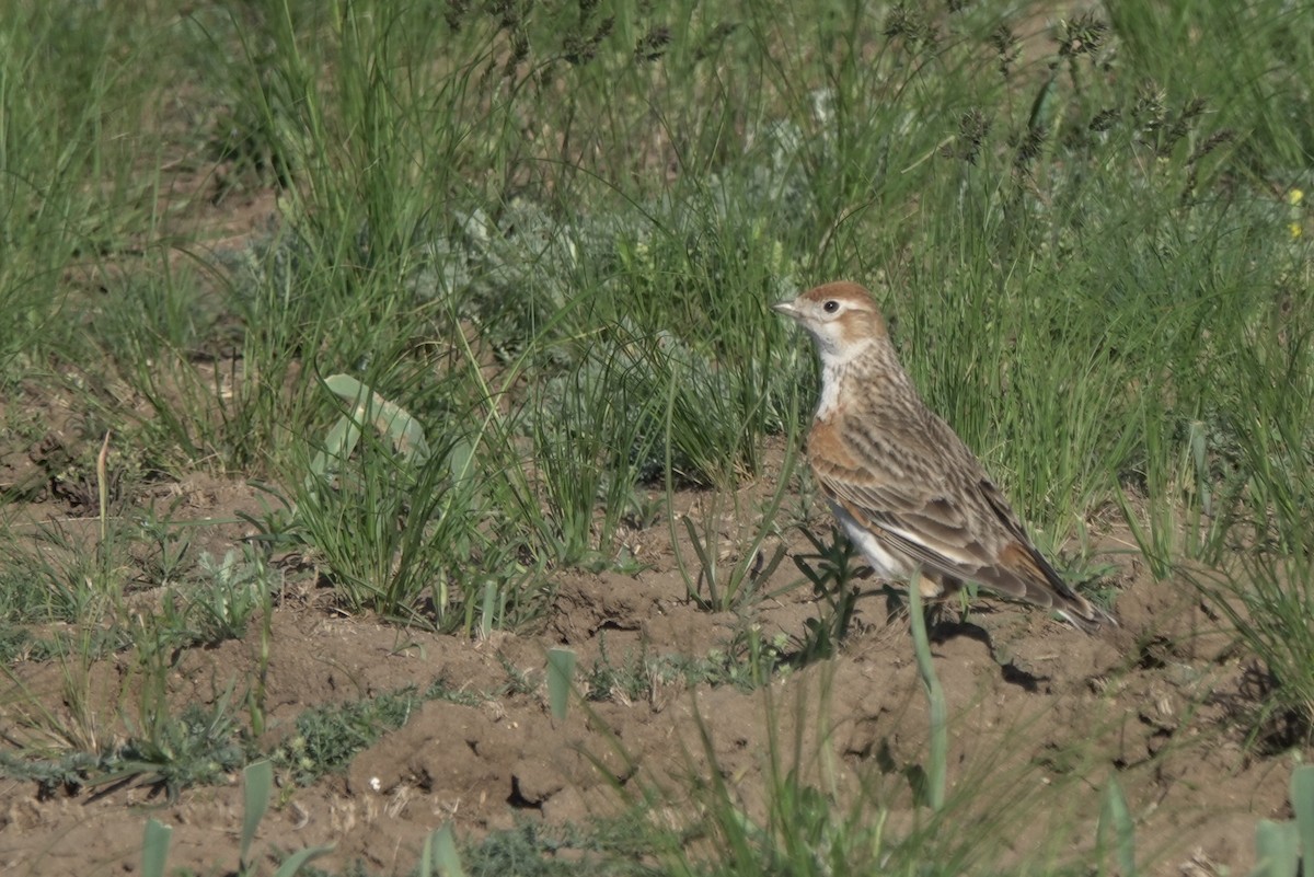 White-winged Lark - ML631087684