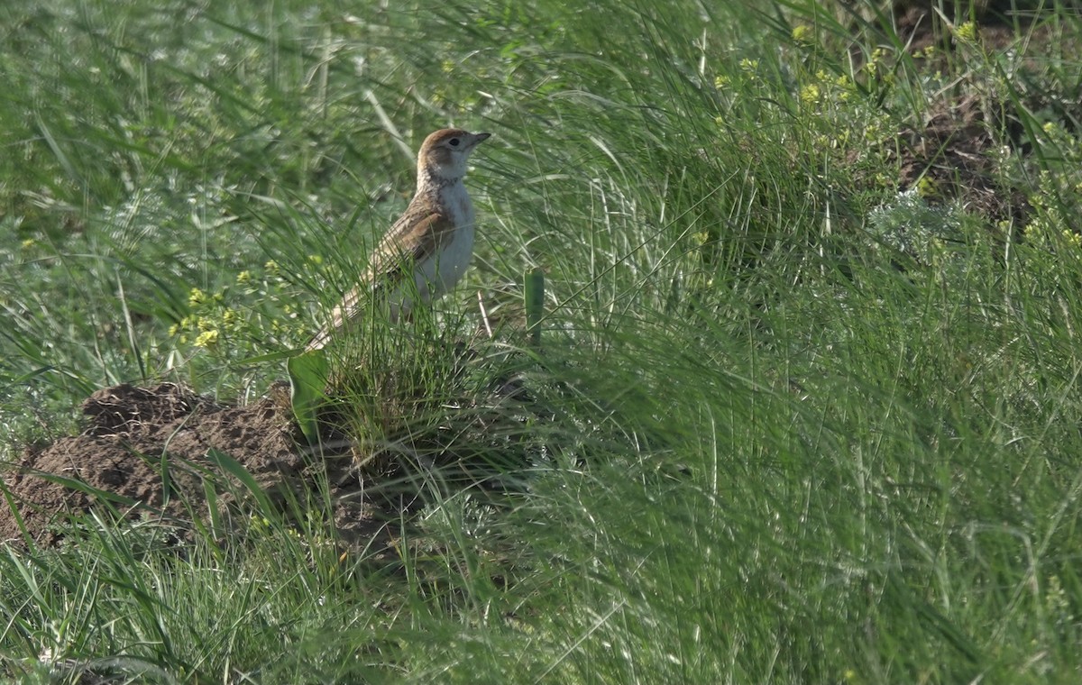 White-winged Lark - ML631087685
