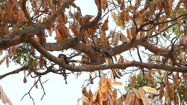 White-bellied Drongo - ML631087760