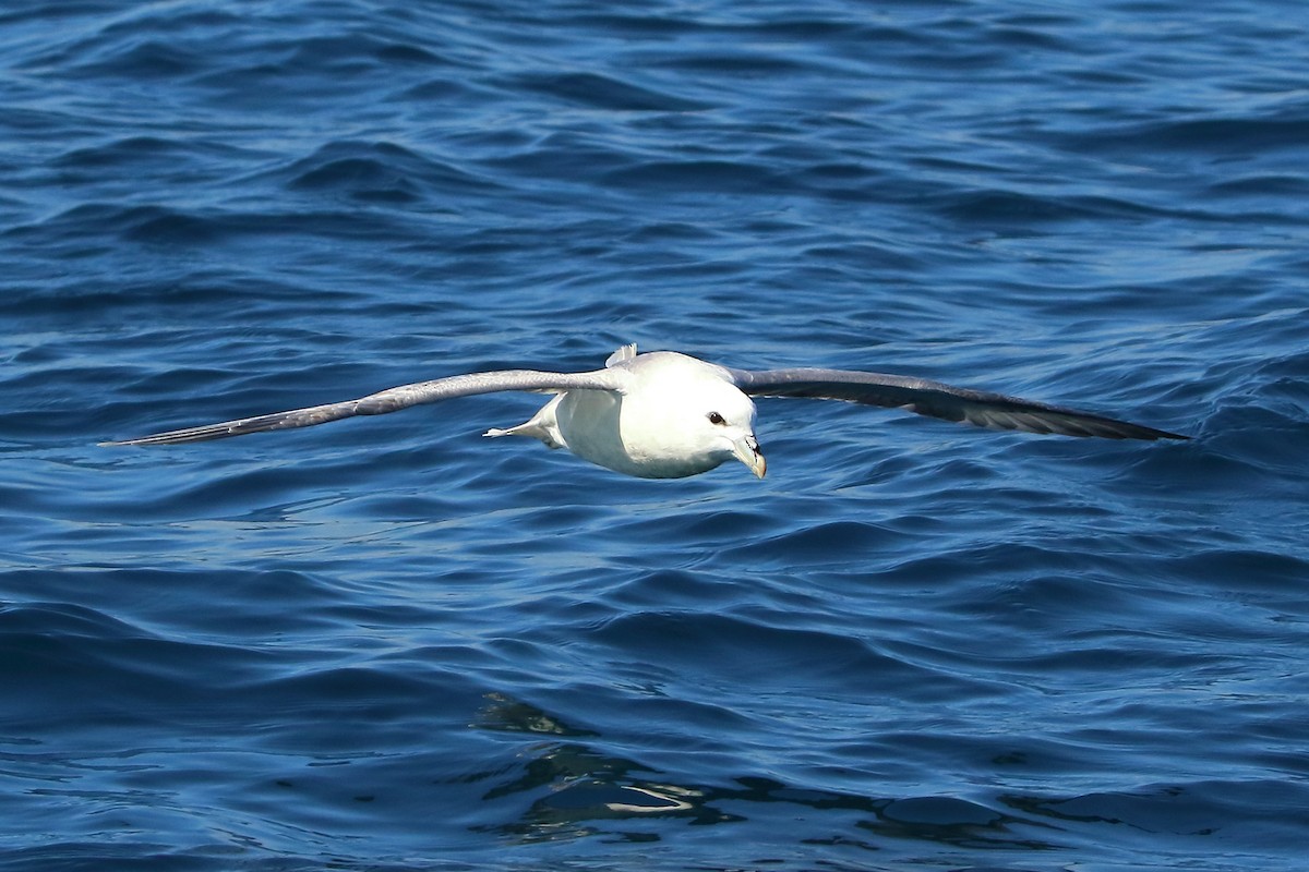 Northern Fulmar - ML631087873