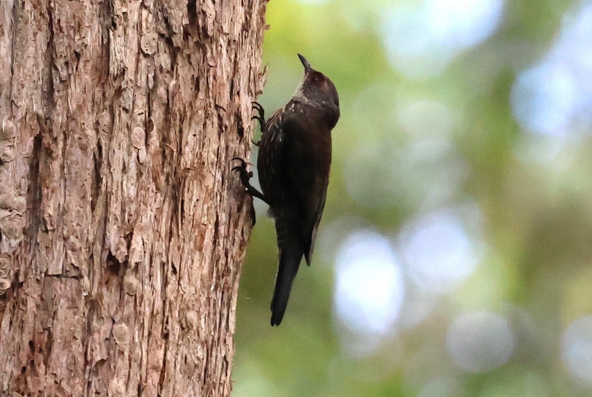 Échelet à sourcils roux - ML631087994