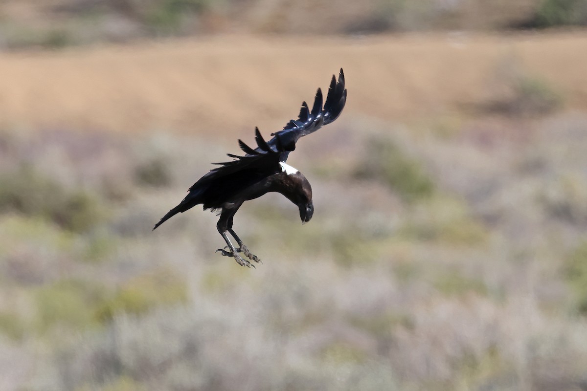 White-necked Raven - ML631088208