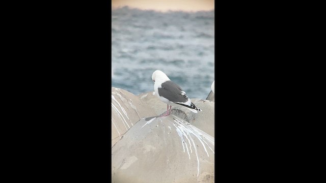 Slaty-backed Gull - ML631088316
