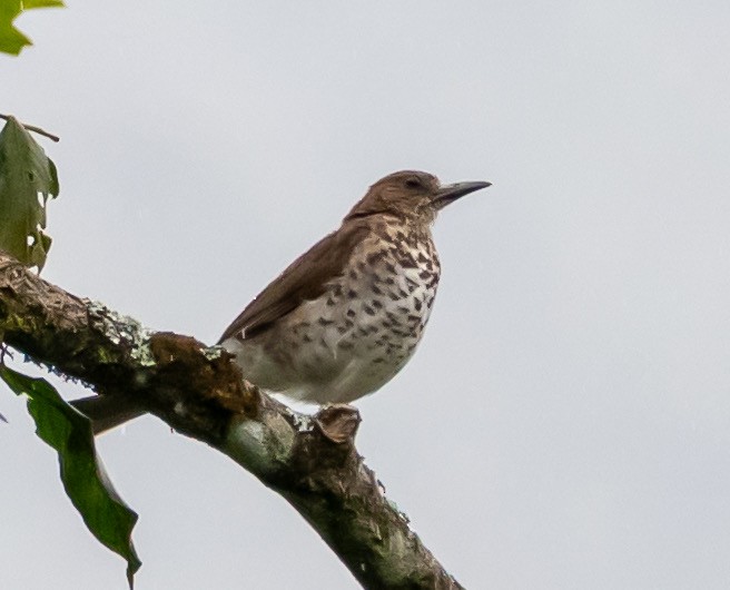 Marañon Thrush - ML631088458