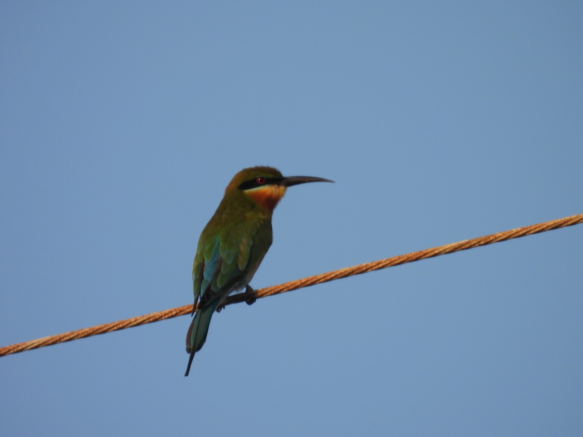 Blue-tailed Bee-eater - ML631088488