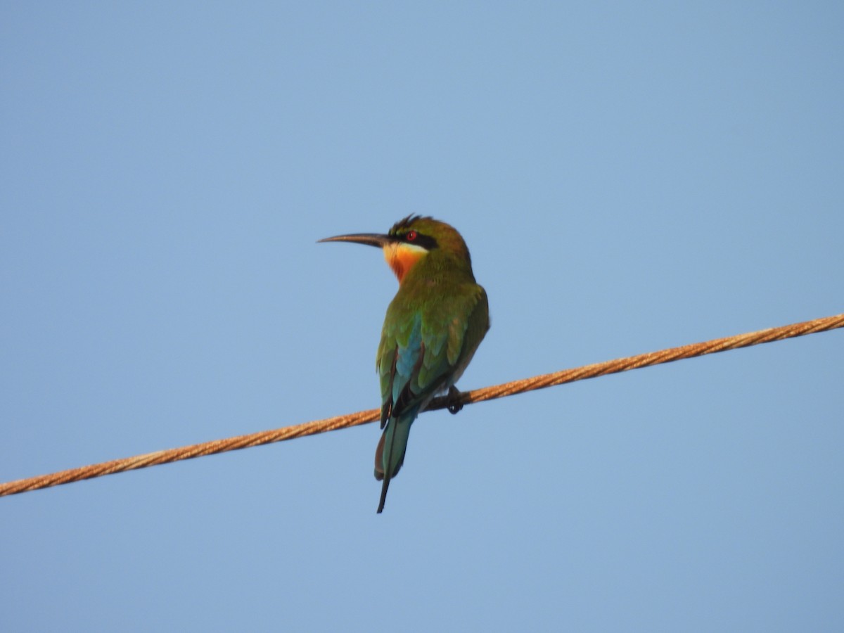 Blue-tailed Bee-eater - ML631088489
