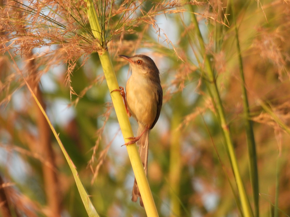 Plain Prinia - ML631088494