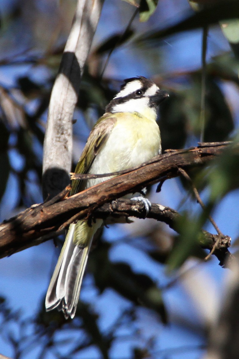 Western Shrike-tit - ML631088584