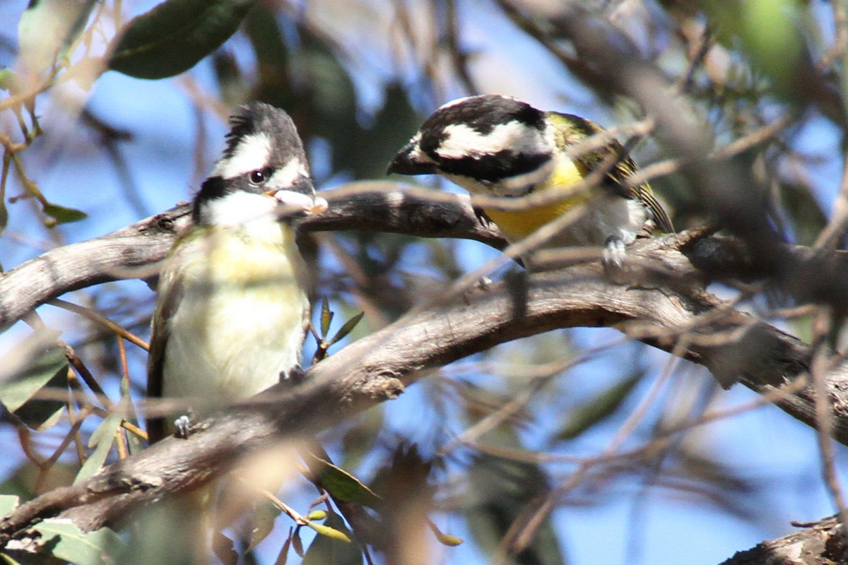 Western Shrike-tit - ML631088585
