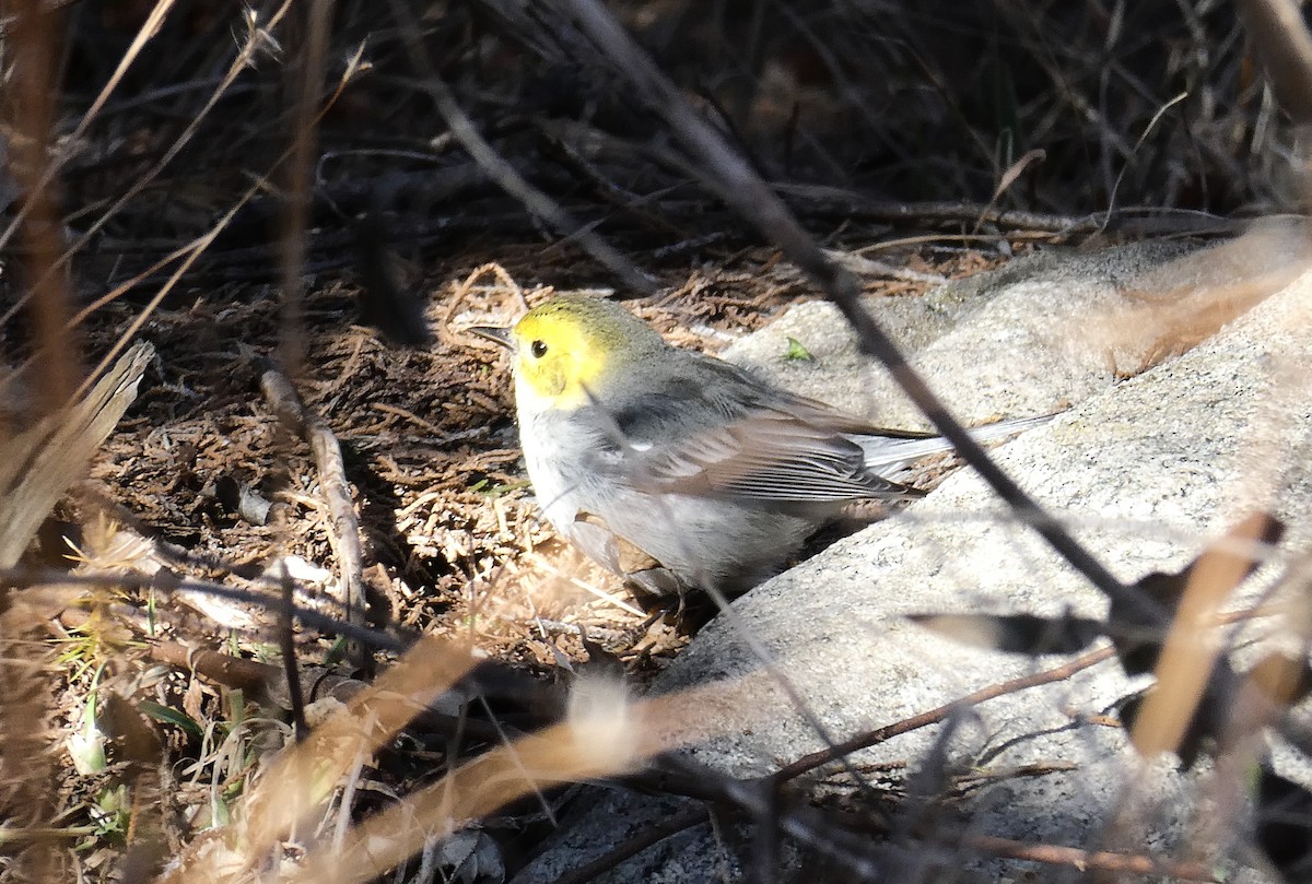Hermit Warbler - ML631088604