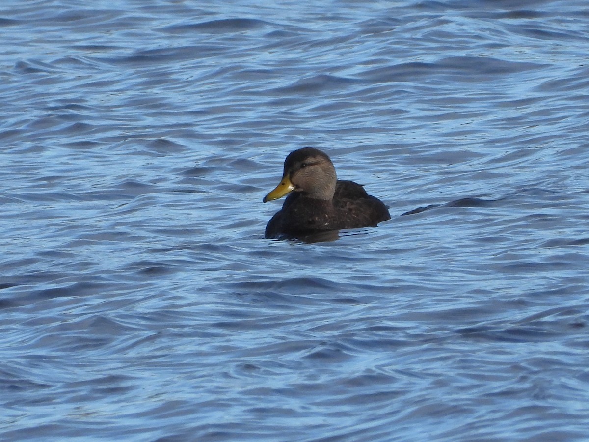 American Black Duck - Franqui Illanes