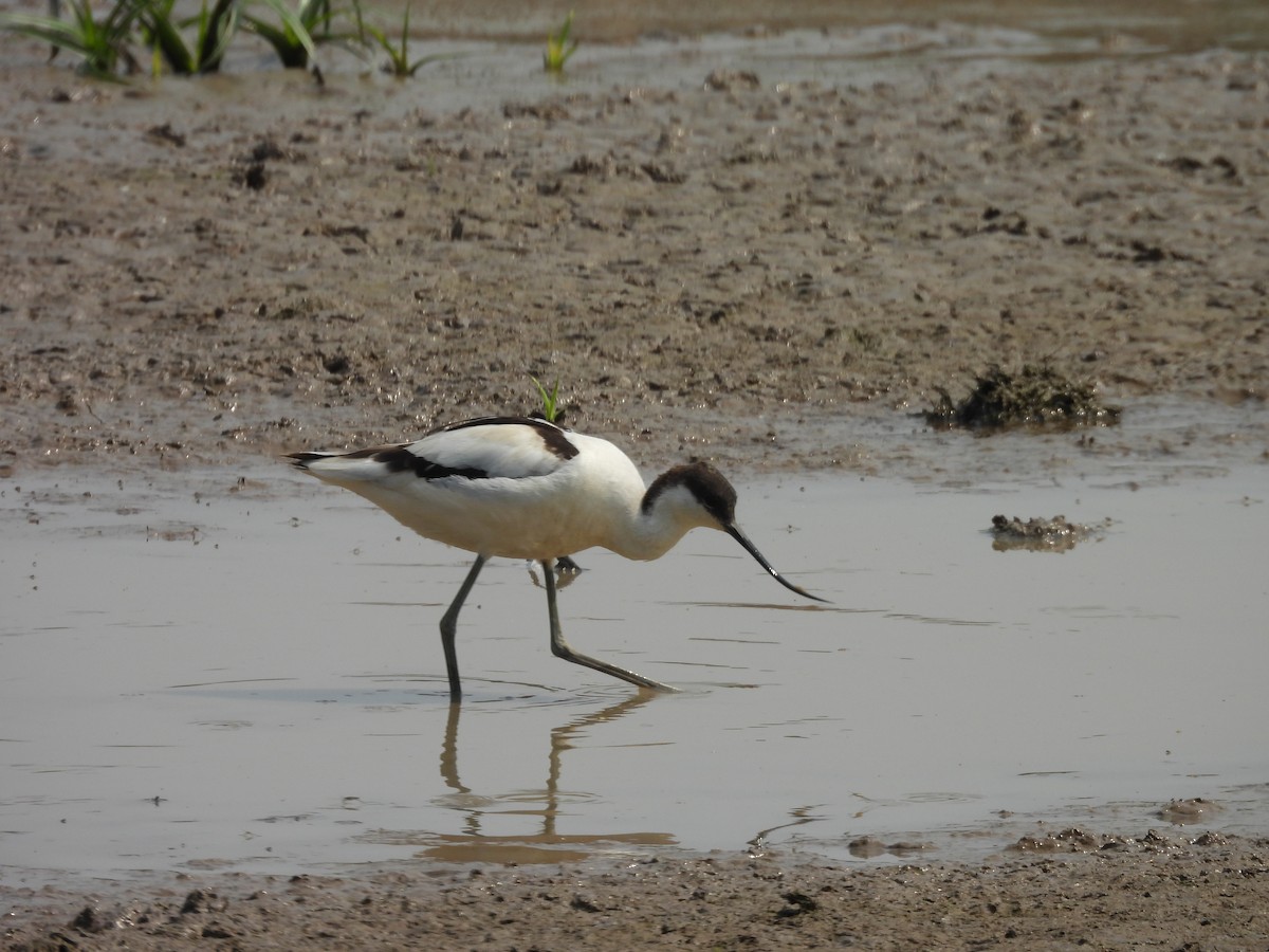 avosett - ML631088699